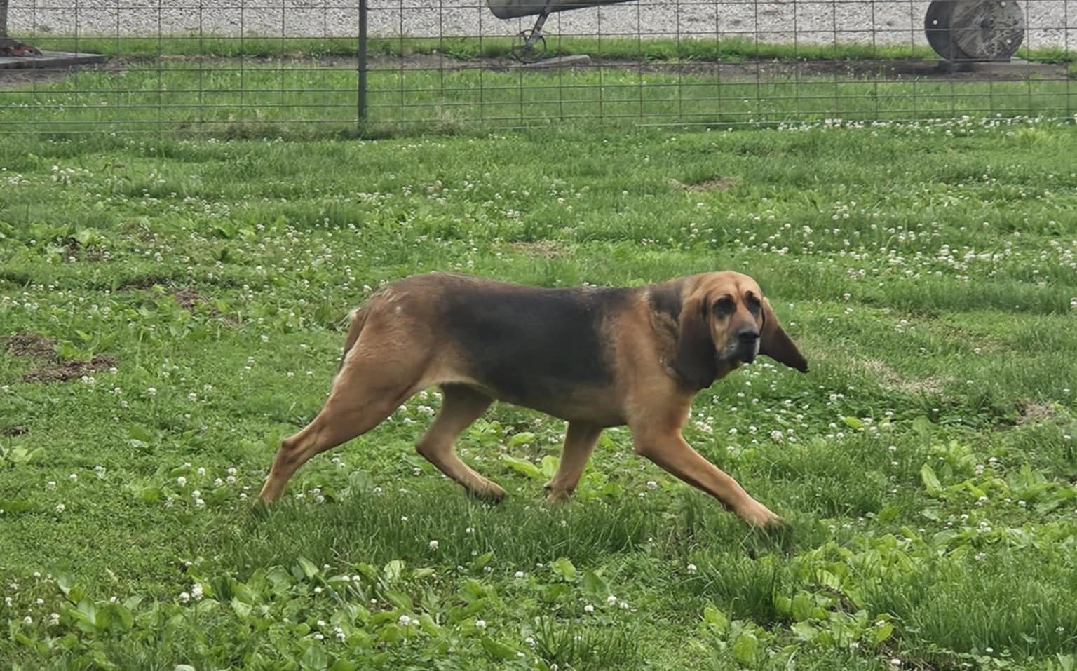 Enlarge Renny, an adopted Bloodhound in Dallas, TX image 1/2