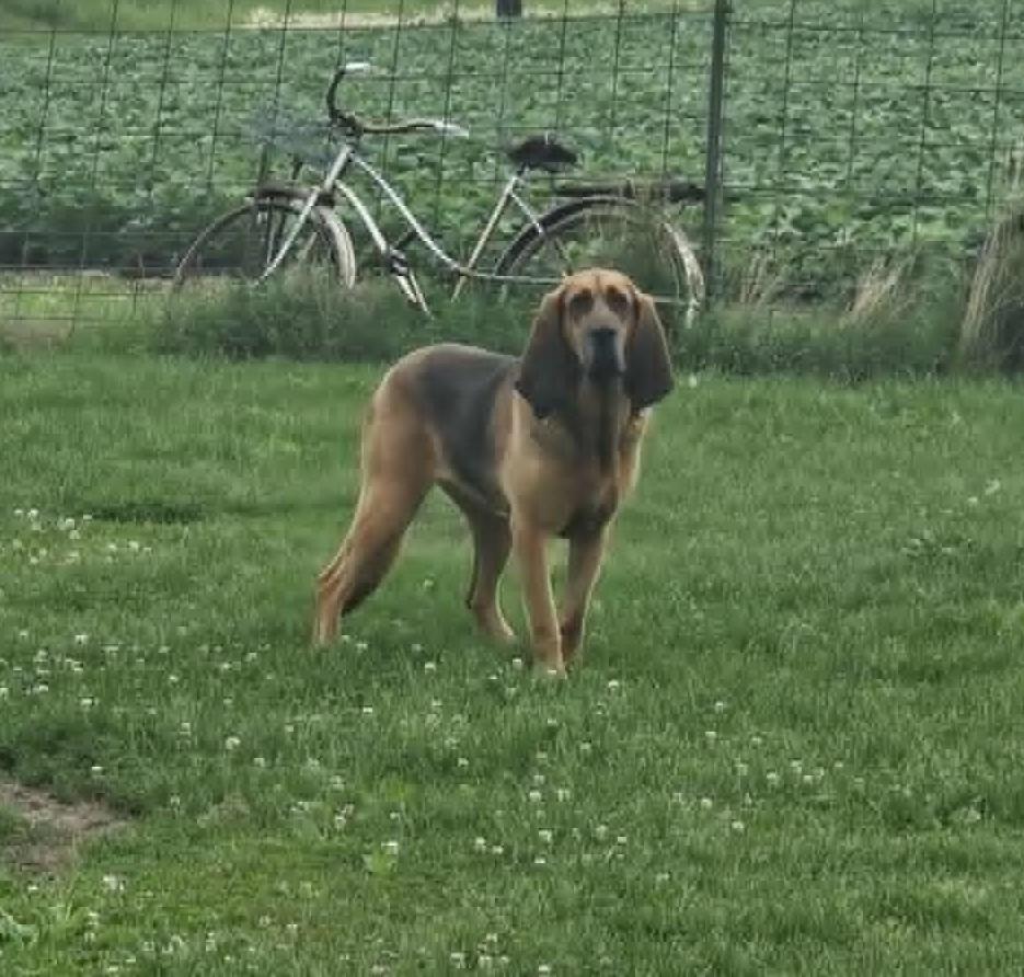 Renny, Adult Female Bloodhound