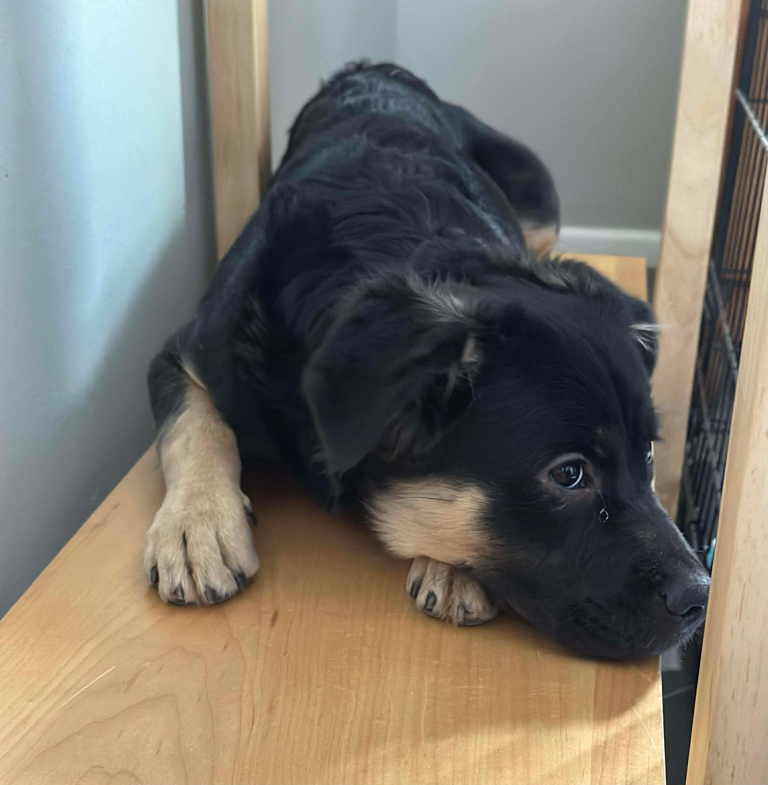 Enlarge Ruby , a ADOPTABLE mixed breed in Dayton, OH image 2/4