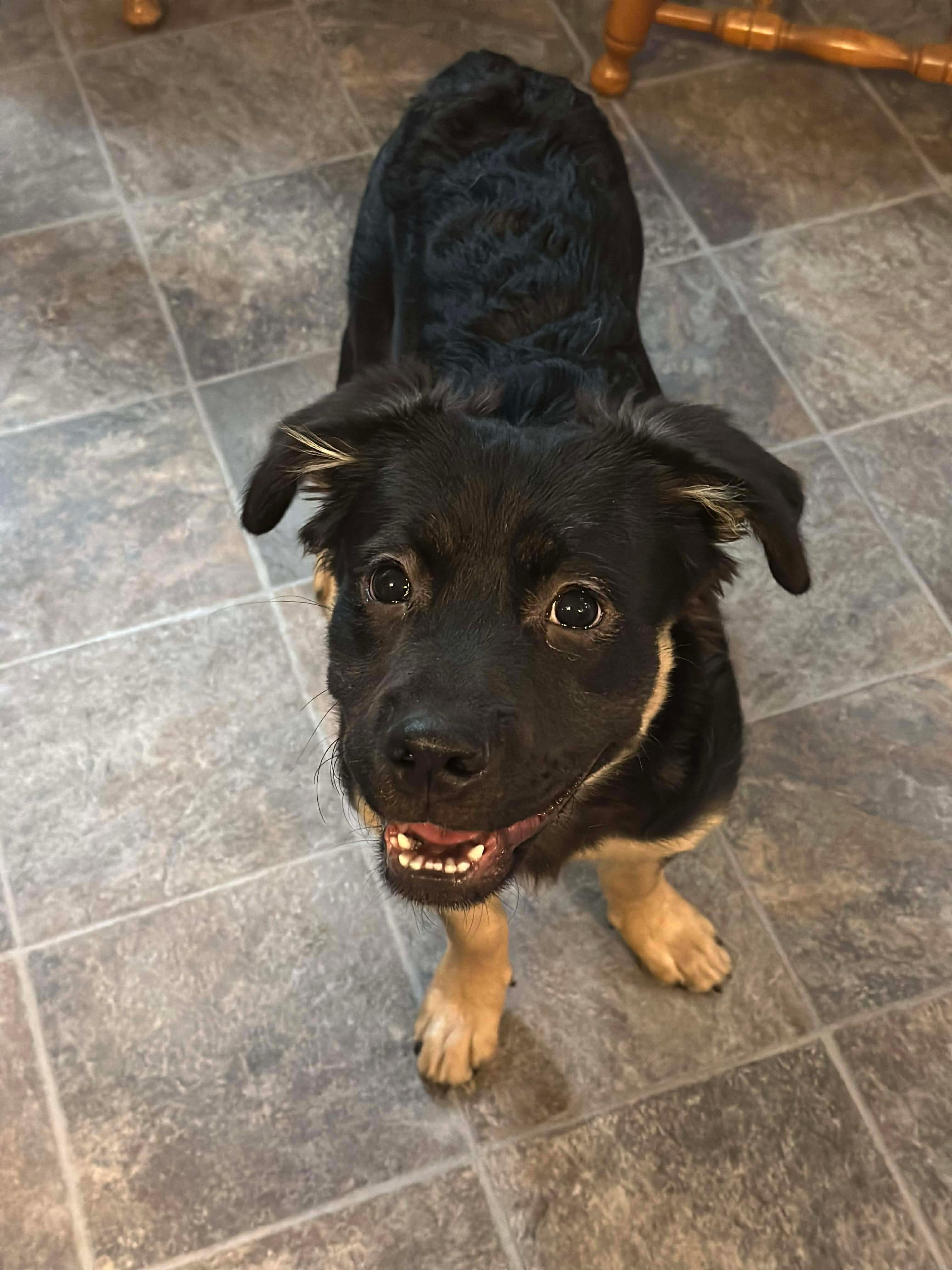 Enlarge Ruby , a ADOPTABLE mixed breed in Dayton, OH image 3/4