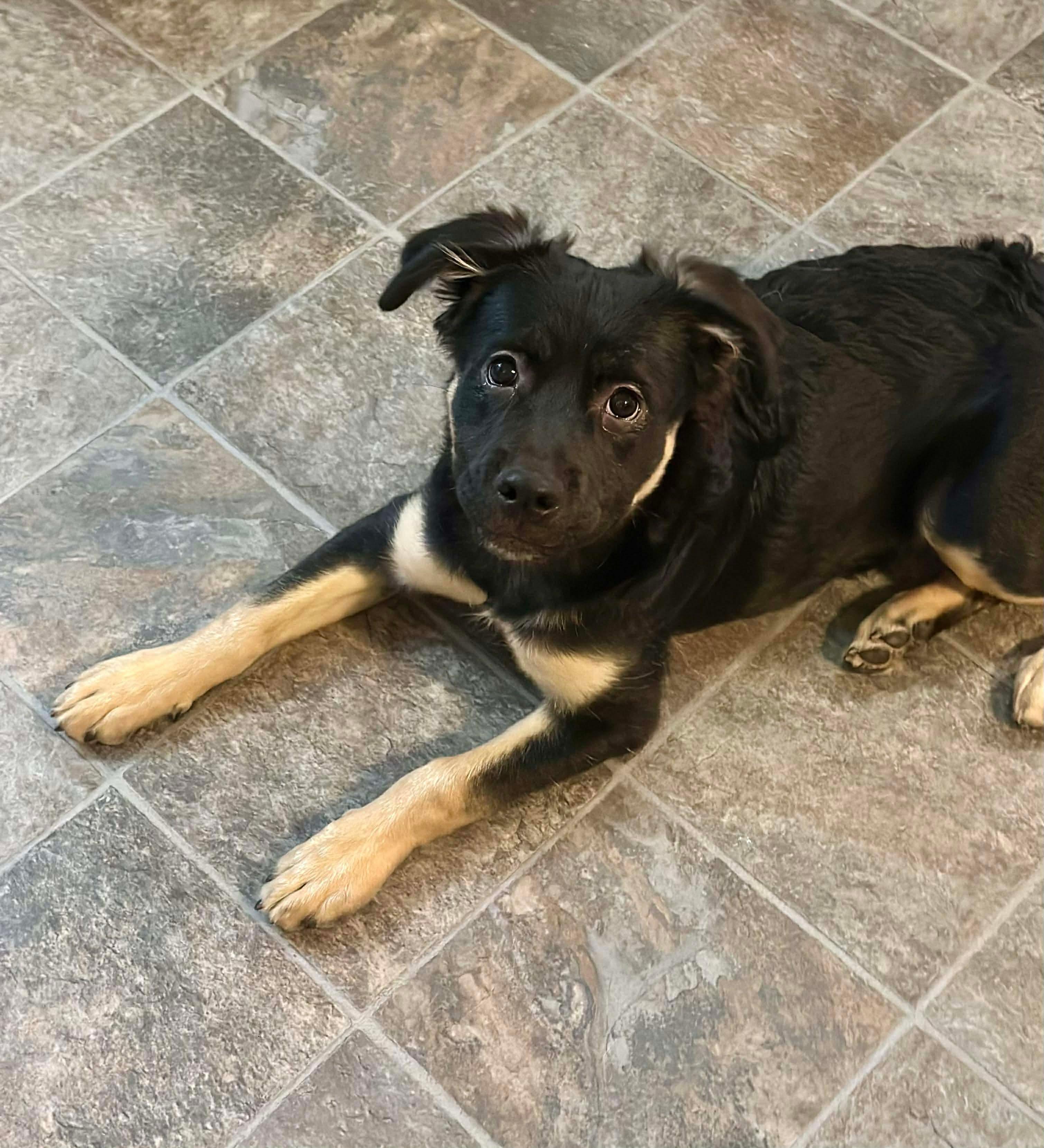 Ruby , ADOPTABLE, Puppy Female German Shepherd Dog & Boxer.