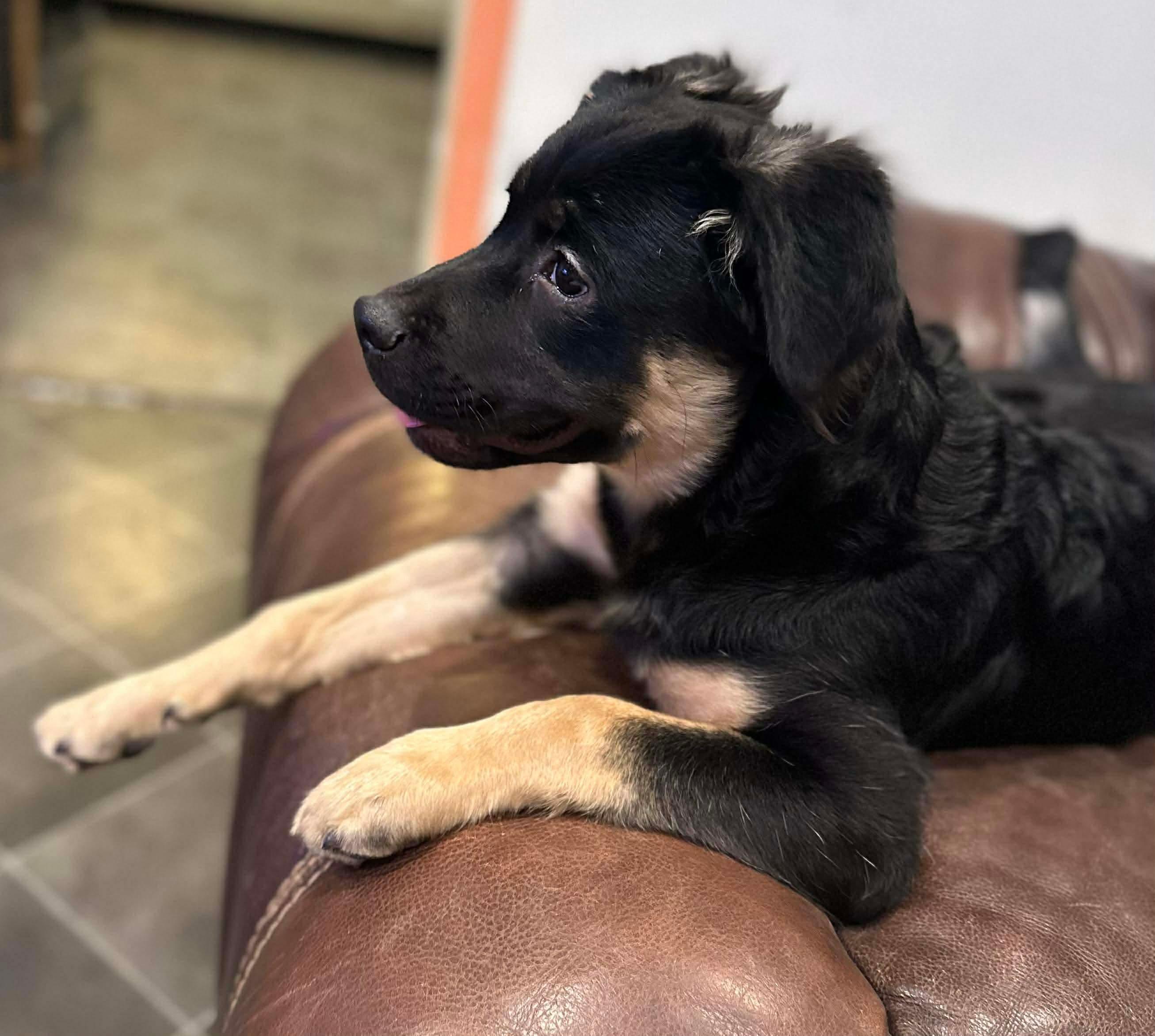 Enlarge Ruby , a ADOPTABLE mixed breed in Dayton, OH image 4/4