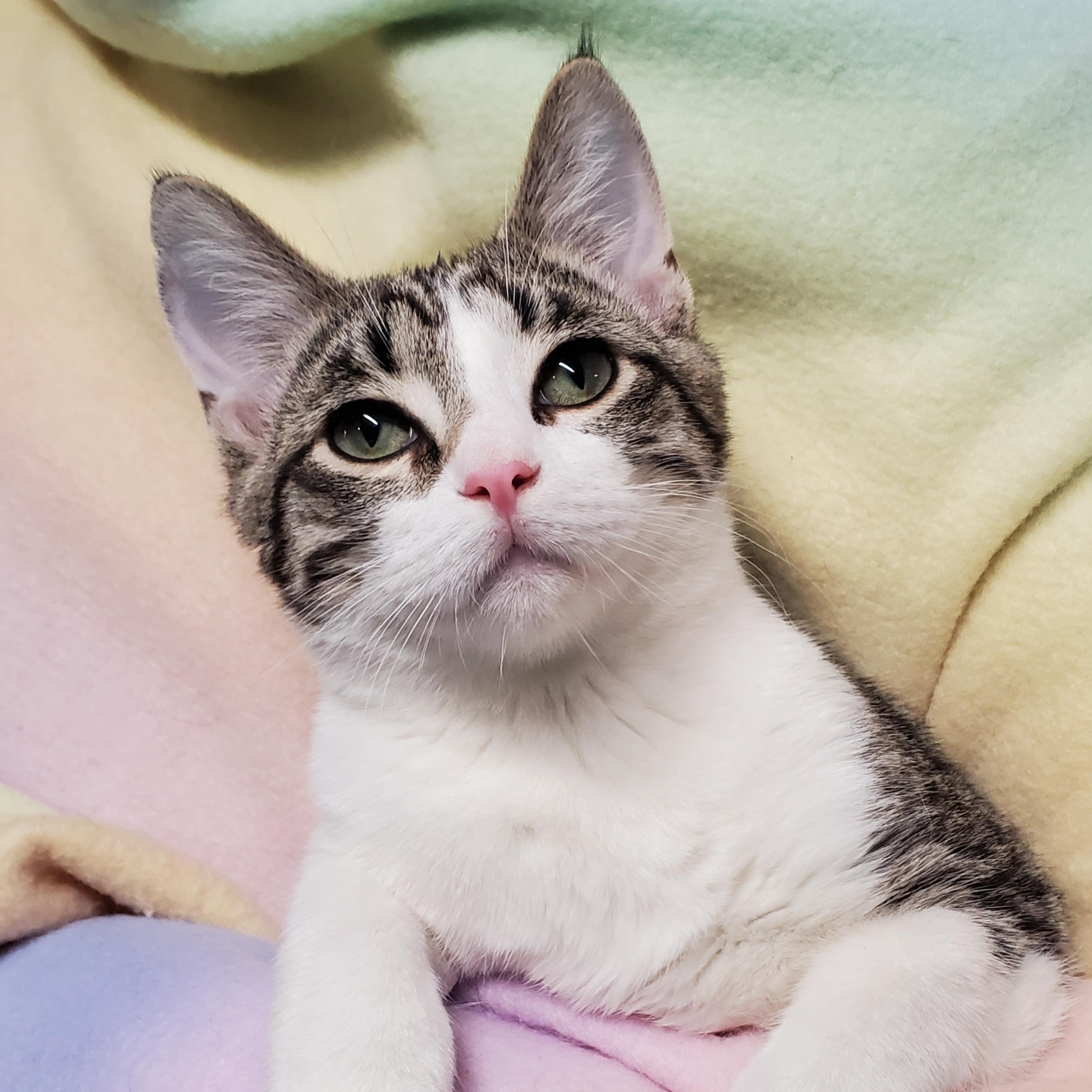 Enlarge Squirt, a ADOPTABLE Domestic Short Hair in Marseilles, IL image 1/1