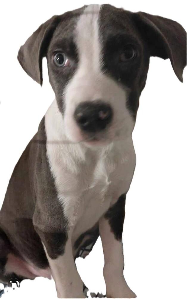 Kenecki 2, Adoptable, Puppy Male Terrier & Hound.