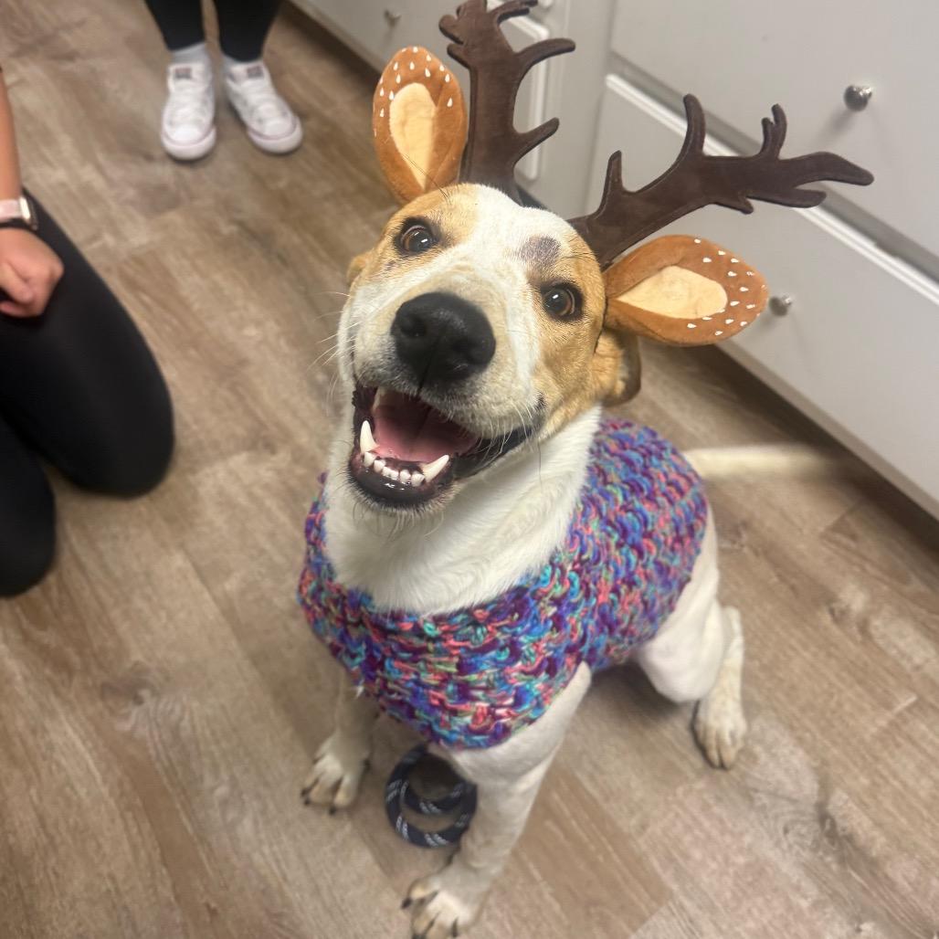 Enlarge 906 (2025) Mama Sugar, a Adoptable mixed breed in Parker, CO image 3/6