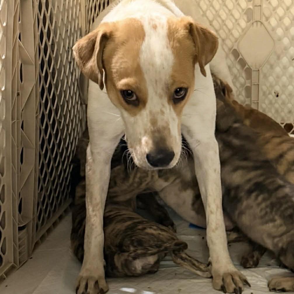 Enlarge 906 (2025) Mama Sugar, a Adoptable mixed breed in Parker, CO image 4/6