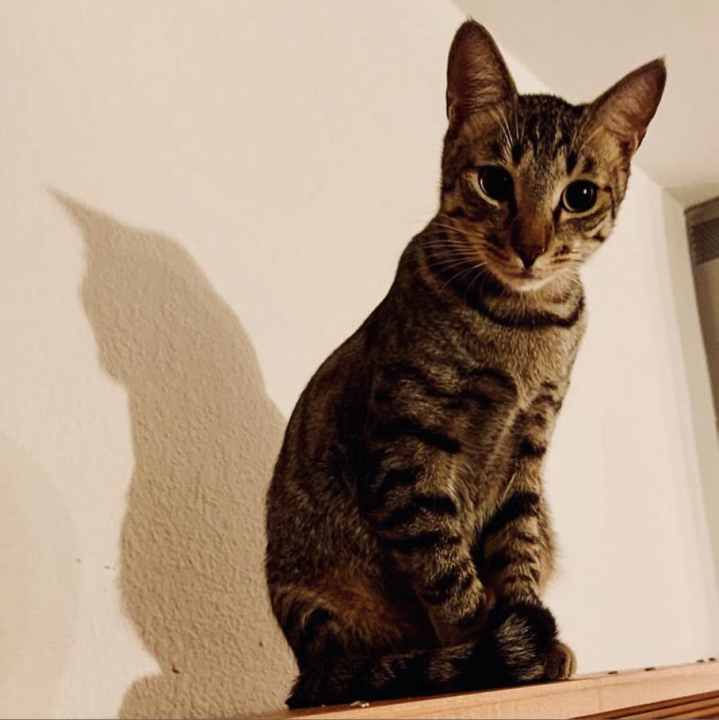 Happy, Adoptable, Adult Male Domestic Short Hair.