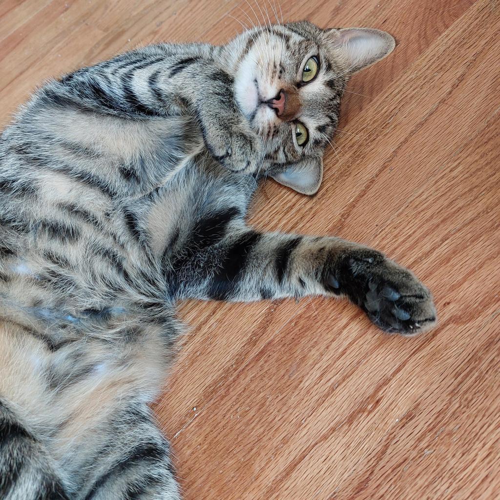 Happy, a Adoptable Domestic Short Hair in Fort Worth, TX image 2/4