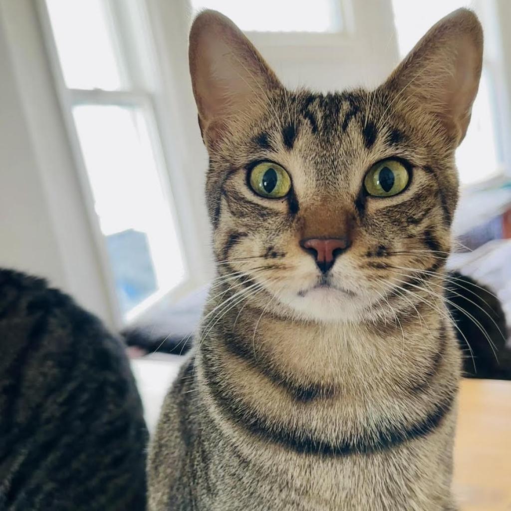 Happy, Adoptable, Adult Male Domestic Short Hair.