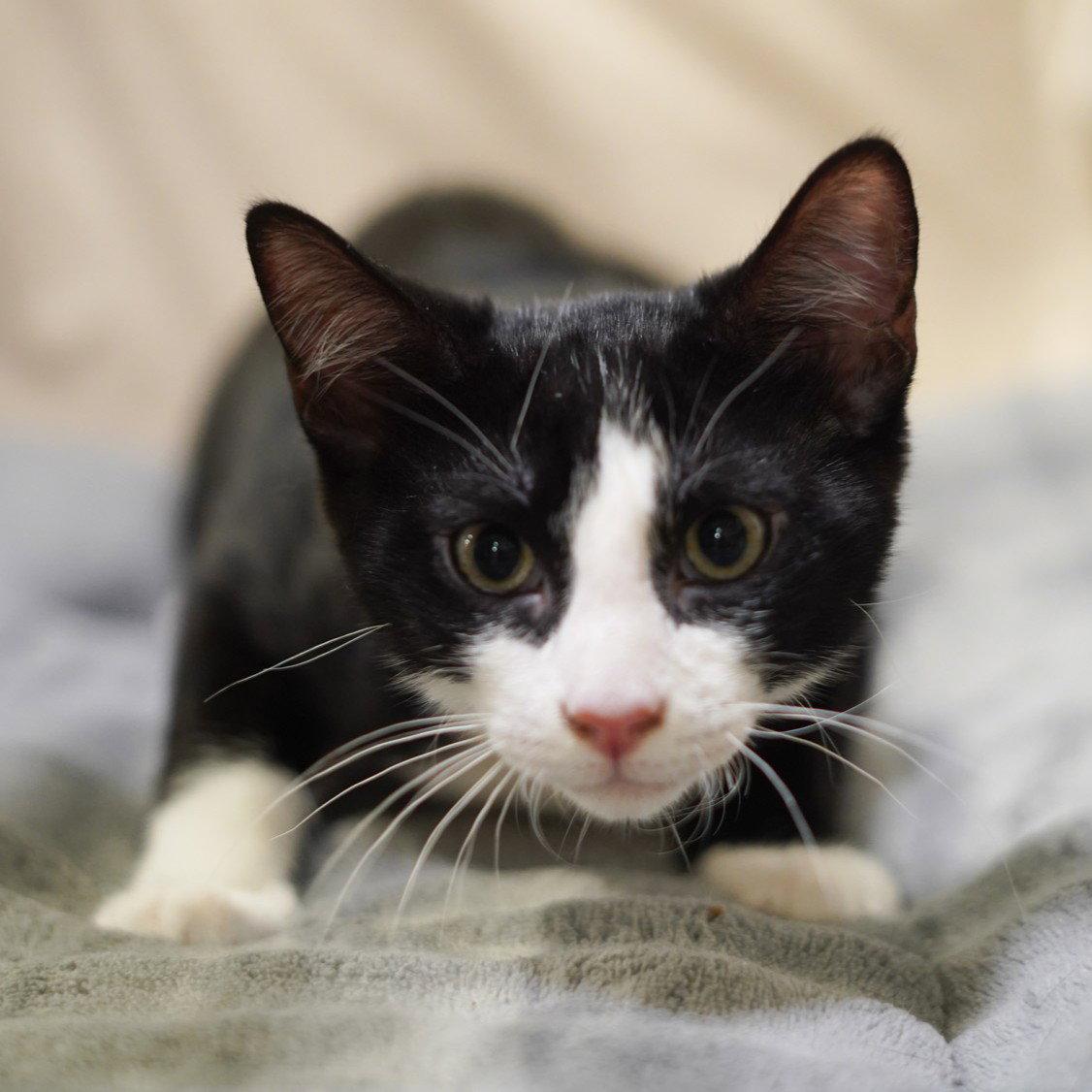Nino, Adoptable, Kitten Male Tuxedo & Domestic Short Hair.