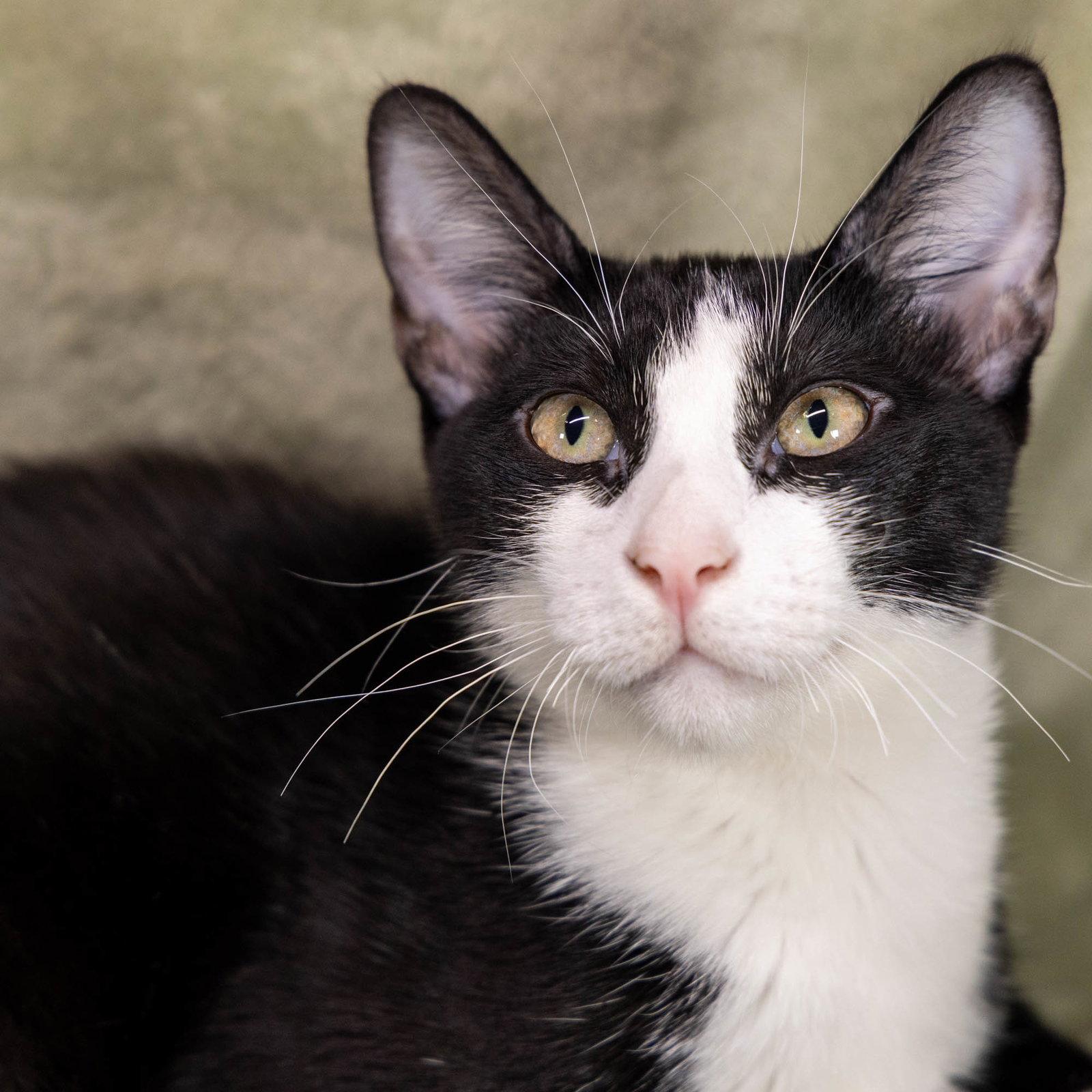 Enlarge Nino, a Adoptable mixed breed in Garland, TX image 3/3