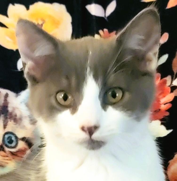 Slate Allen, Adopted, Kitten Female Domestic Short Hair.