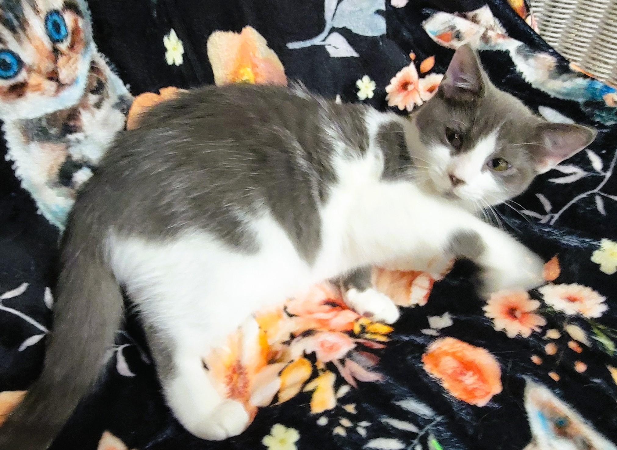 Enlarge Slate Allen, a Adopted Domestic Short Hair in Frederick, MD image 2/3