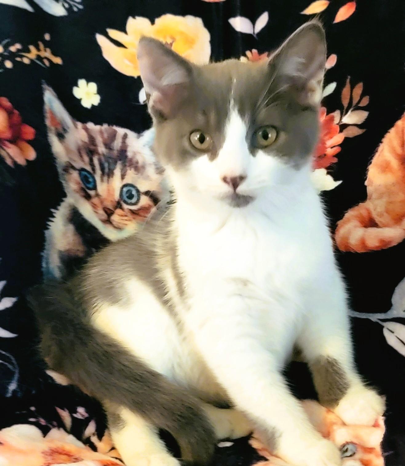 Enlarge Slate Allen, a Adopted Domestic Short Hair in Frederick, MD image 3/3