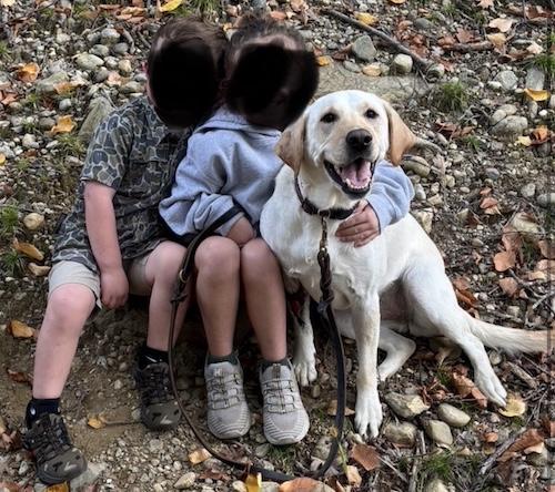 Enlarge Willow #19, a ADOPTABLE Yellow Labrador Retriever in Killingworth, CT image 5/5