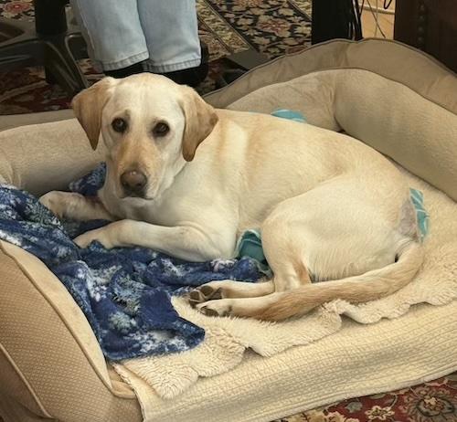 Enlarge Willow #19, an adopted Yellow Labrador Retriever in Killingworth, CT image 3/6