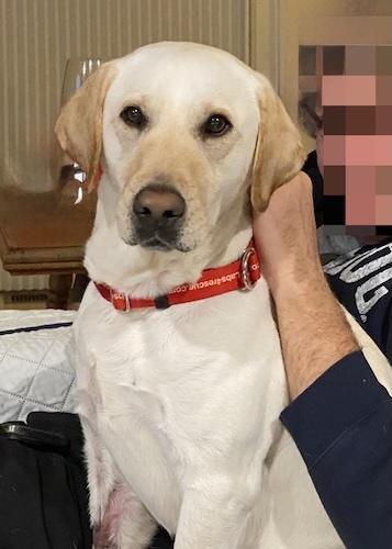 Enlarge Willow #19, an adopted Yellow Labrador Retriever in Killingworth, CT image 5/6