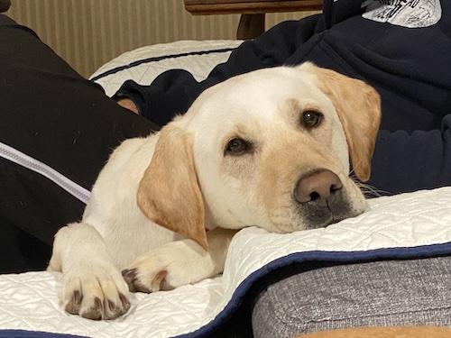 Willow #19, ADOPTABLE, Adult Female Yellow Labrador Retriever.