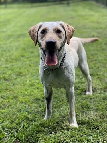 Enlarge Willow #19, a ADOPTABLE Yellow Labrador Retriever in Killingworth, CT image 1/5
