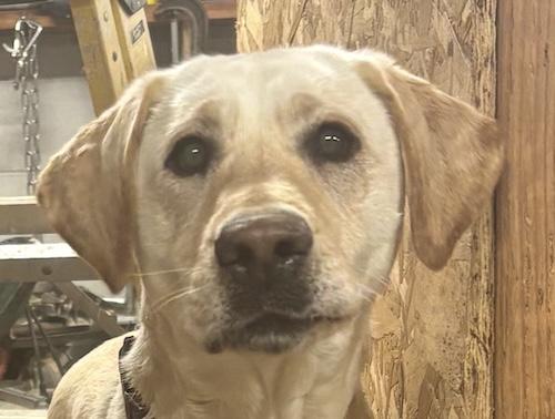 Enlarge Willow #19, a ADOPTABLE Yellow Labrador Retriever in Killingworth, CT image 2/5