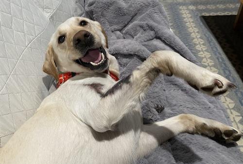 Enlarge Willow #19, an adopted Yellow Labrador Retriever in Killingworth, CT image 2/6