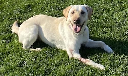 Enlarge Willow #19, a ADOPTABLE Yellow Labrador Retriever in Killingworth, CT image 3/5