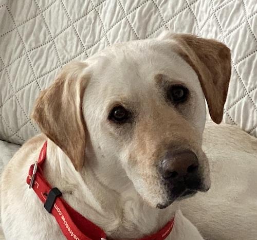 Enlarge Willow #19, an adopted Yellow Labrador Retriever in Killingworth, CT image 4/6