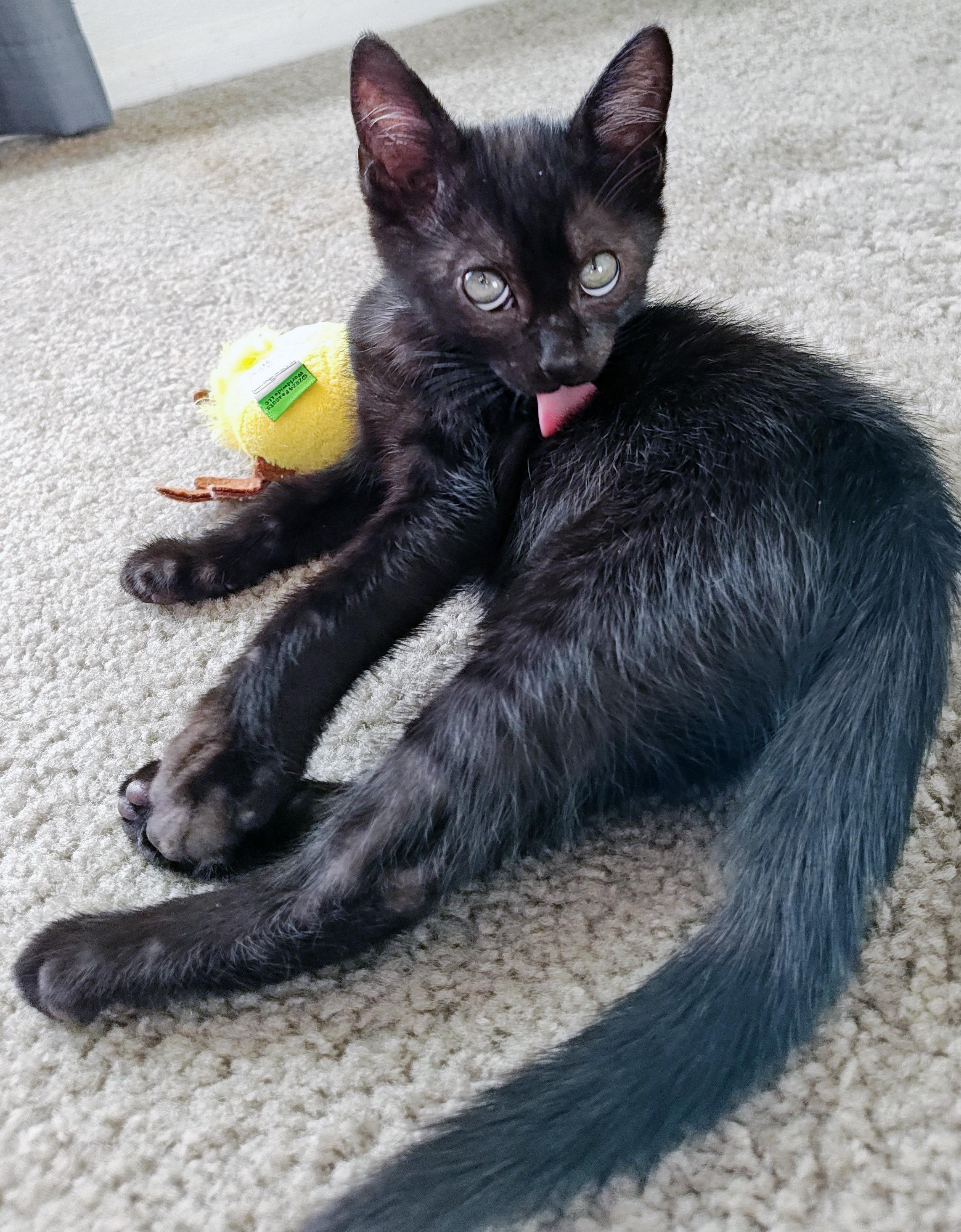 Sasuke, a Adoptable mixed breed in Lake Monroe, FL image 3/3