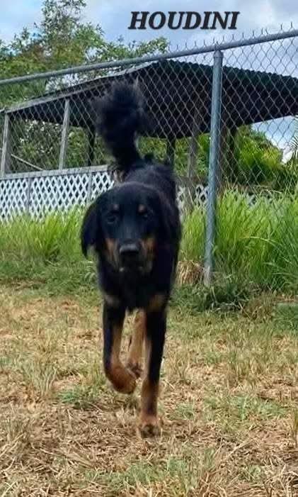 Enlarge Houdini, a Adoptable mixed breed in Milford, NH image 6/6