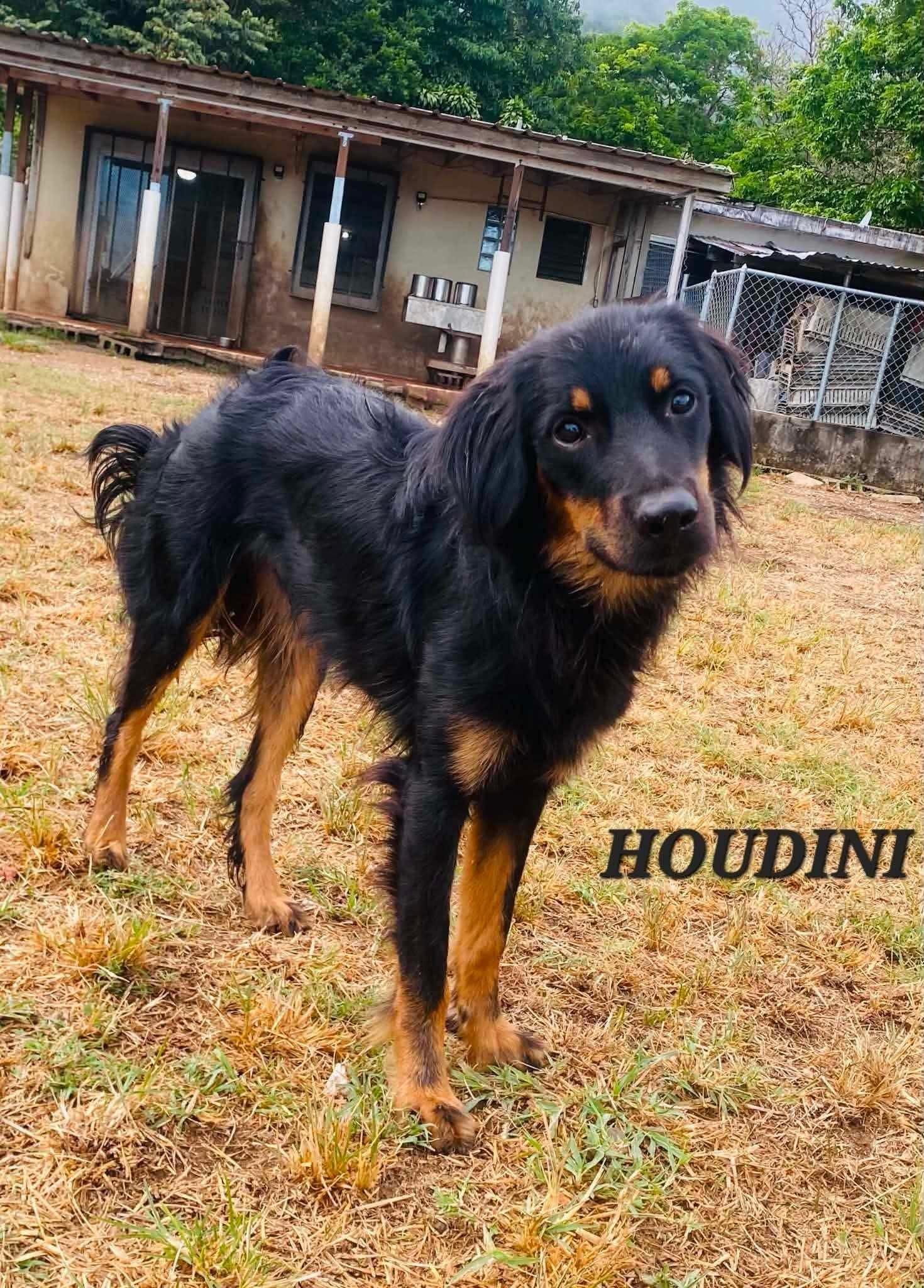 Enlarge Houdini, a Adoptable mixed breed in Milford, NH image 1/6