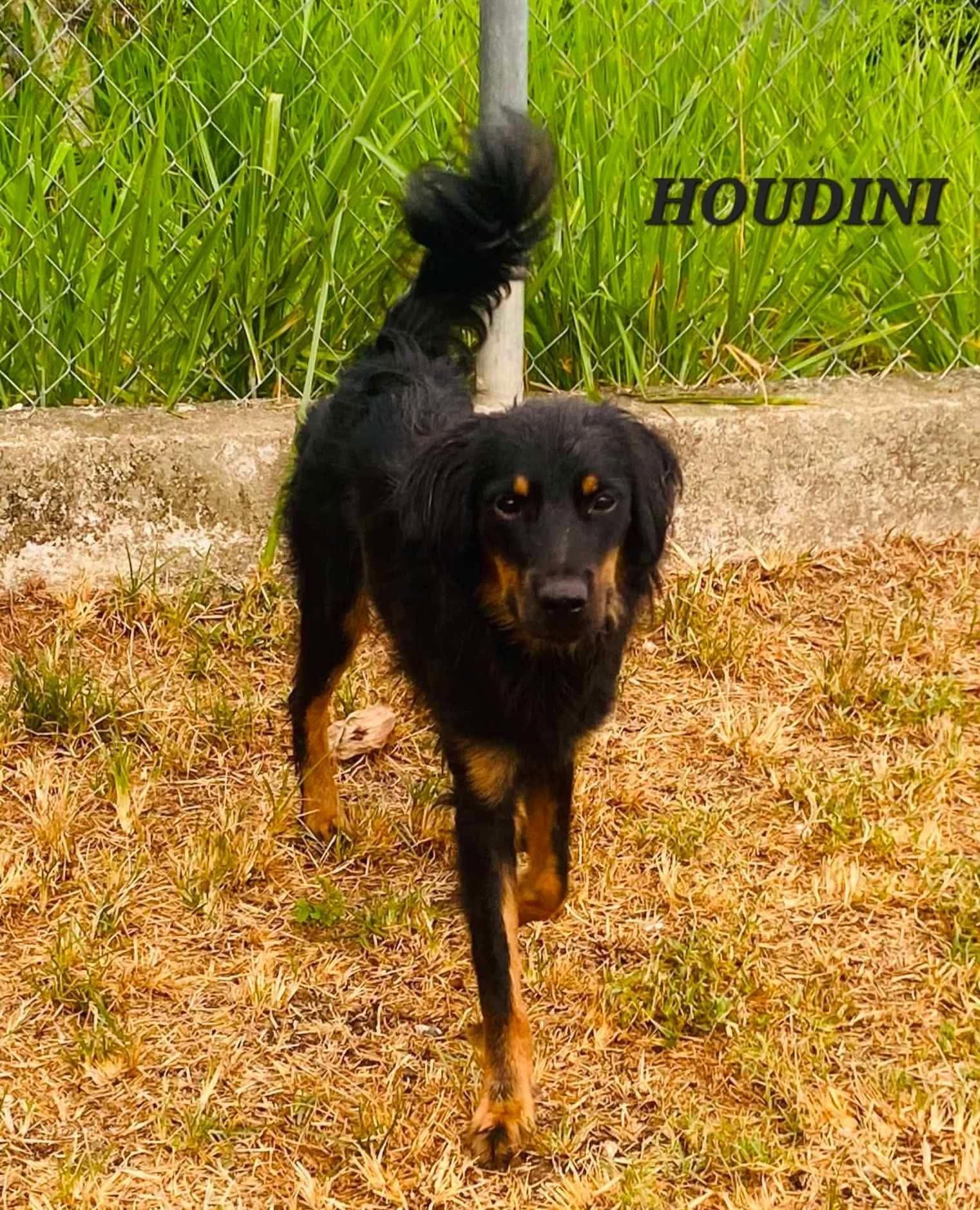Enlarge Houdini, a Adoptable mixed breed in Milford, NH image 2/6