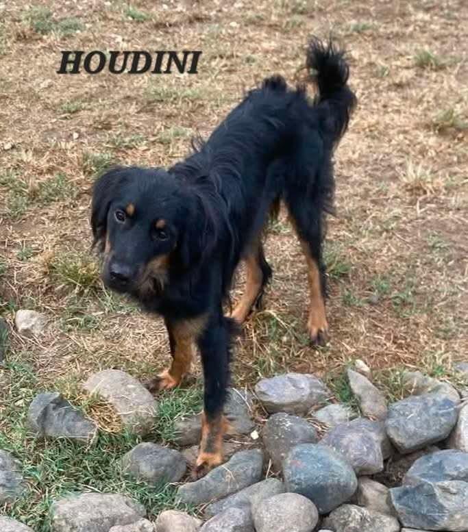 Enlarge Houdini, a Adoptable mixed breed in Milford, NH image 4/6