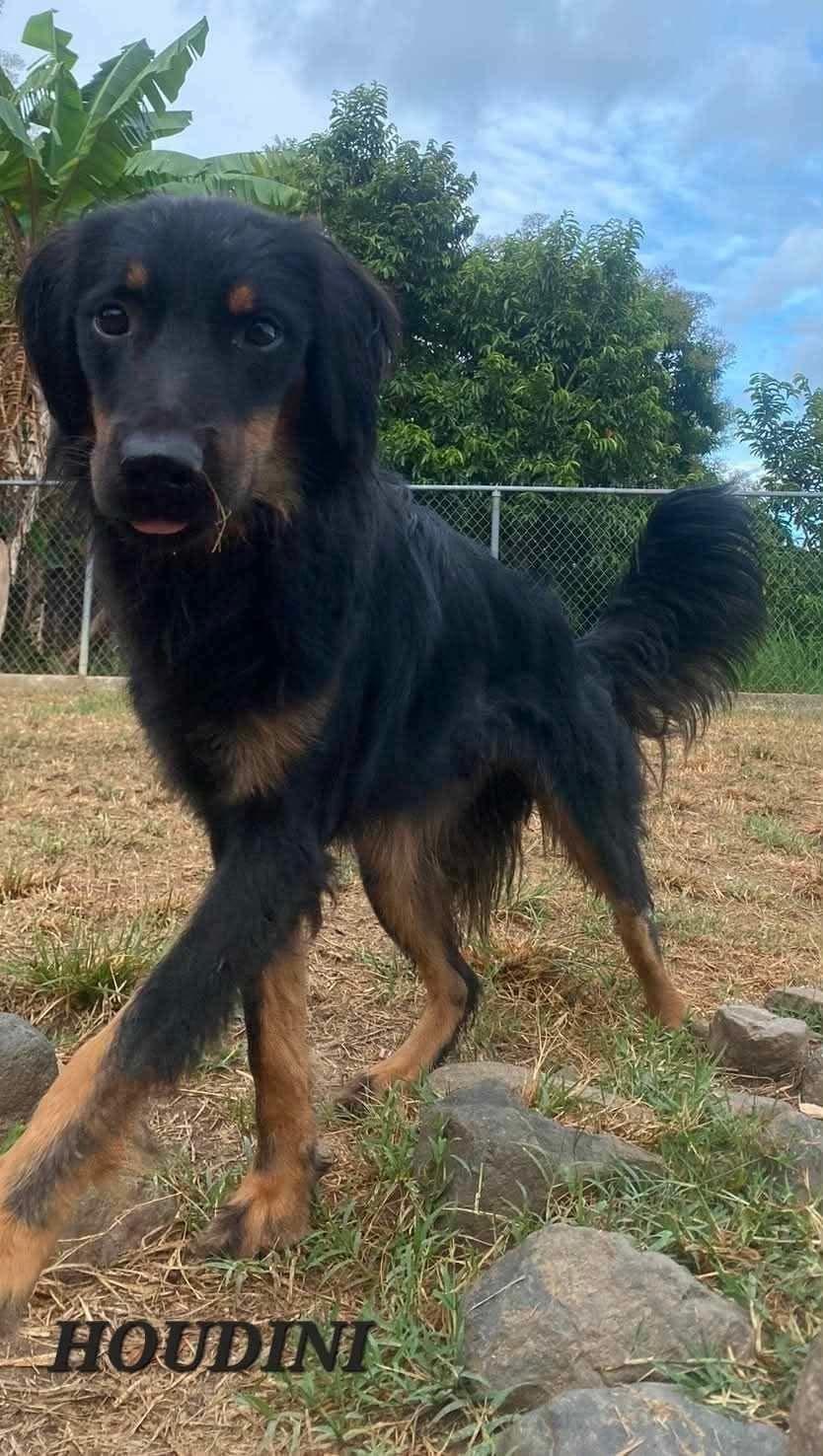 Enlarge Houdini, a Adoptable mixed breed in Milford, NH image 3/6