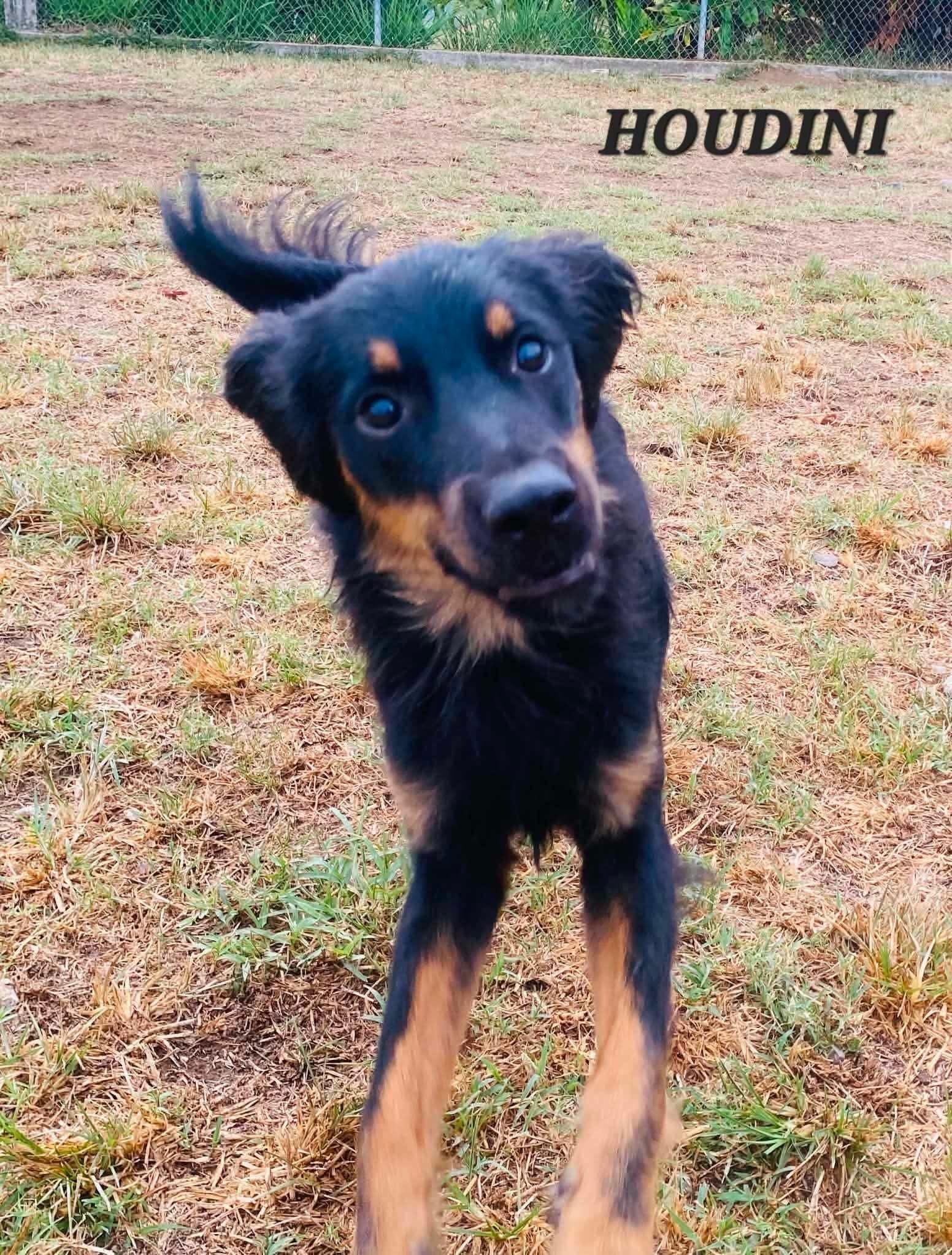Enlarge Houdini, a Adoptable mixed breed in Milford, NH image 5/6