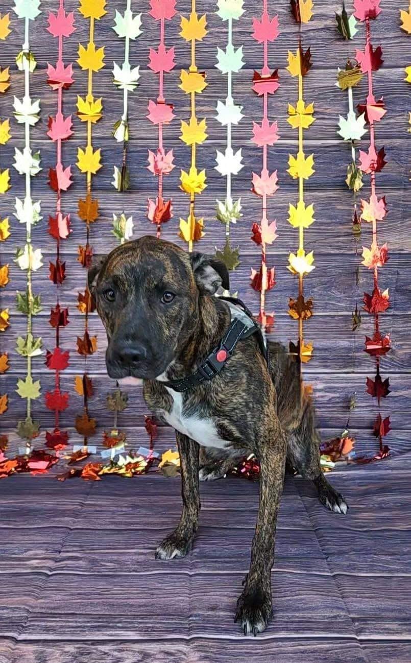 Enlarge Rum (DNA tested!), a Adoptable mixed breed in Benbrook, TX image 5/6