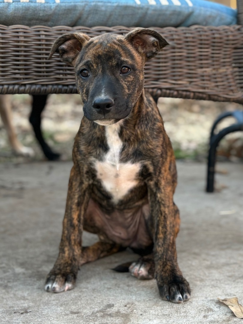 Enlarge Rum (DNA tested!), a Adoptable mixed breed in Benbrook, TX image 3/6