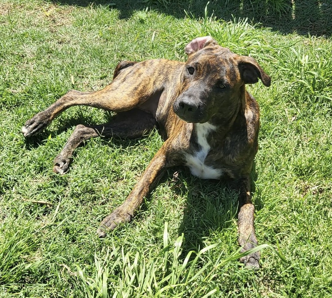 Enlarge Rum (DNA tested!), a Adoptable mixed breed in Benbrook, TX image 4/6