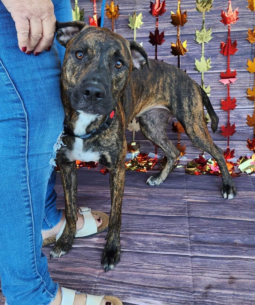 Rum (DNA tested!), Young Female American Bulldog
