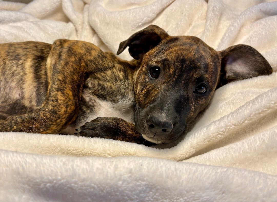 Rum (DNA tested!) photo 4
