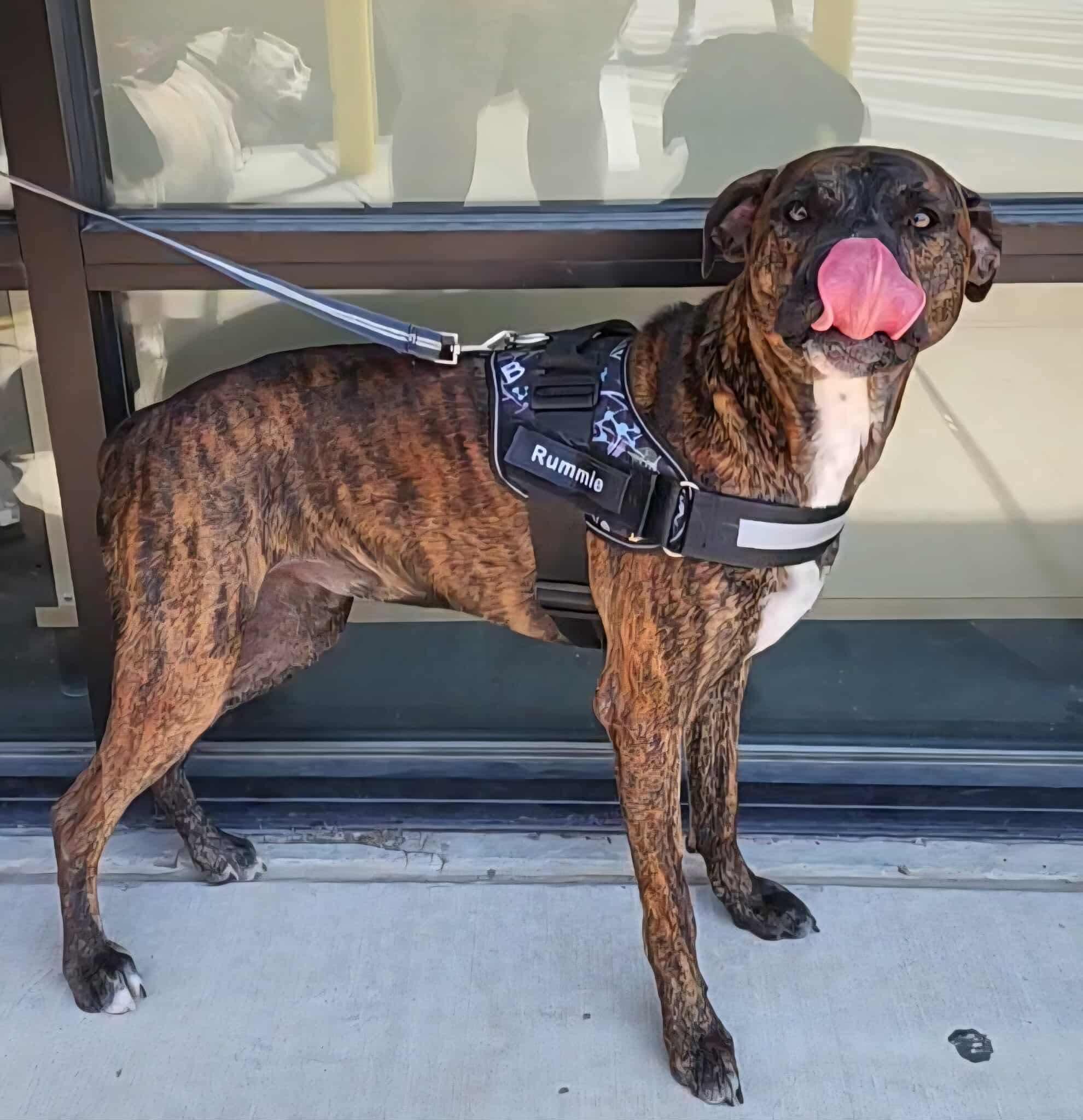 Enlarge Rum (DNA tested!), a Adoptable mixed breed in Benbrook, TX image 6/6