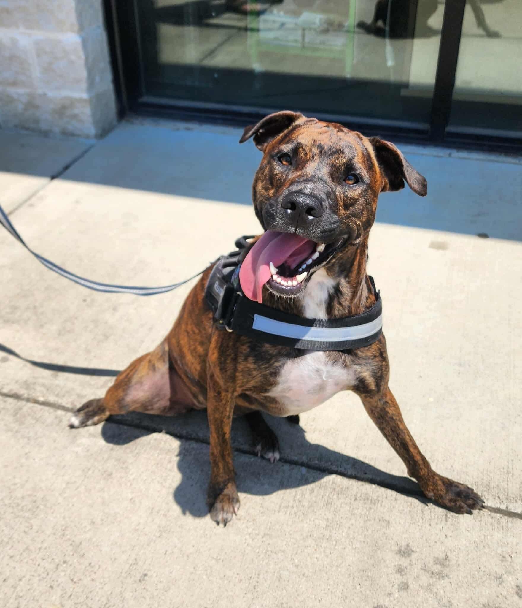 Rum (DNA tested!), Adoptable, Young Female American Bulldog & Pit Bull Terrier.