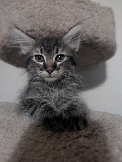 Maple, Adoptable, Kitten Female Domestic Medium Hair.
