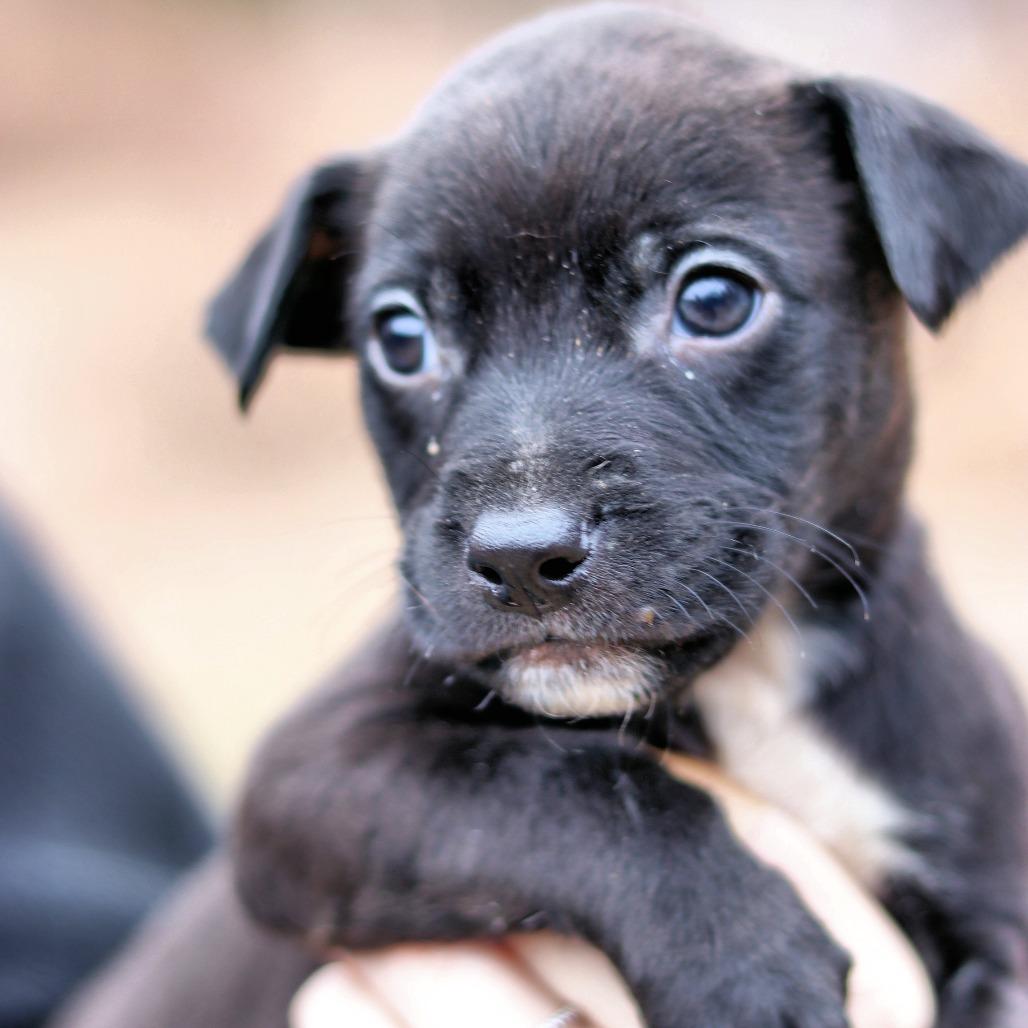 CT Roscoe, Adoptable, Puppy Male Catahoula Leopard Dog.
