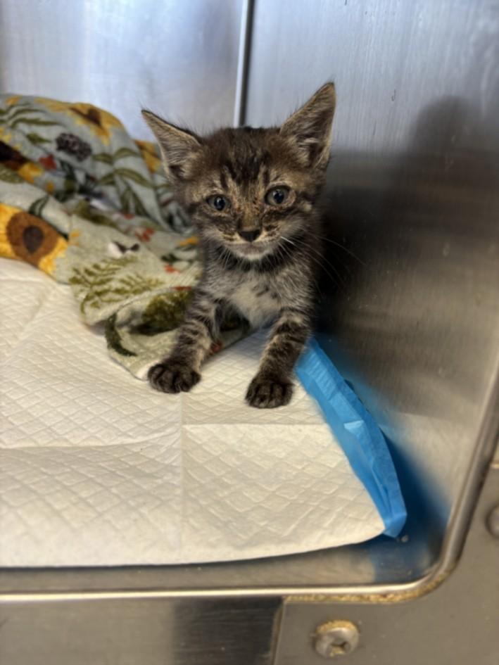 A211239, Adoptable, Adult Male Domestic Short Hair.