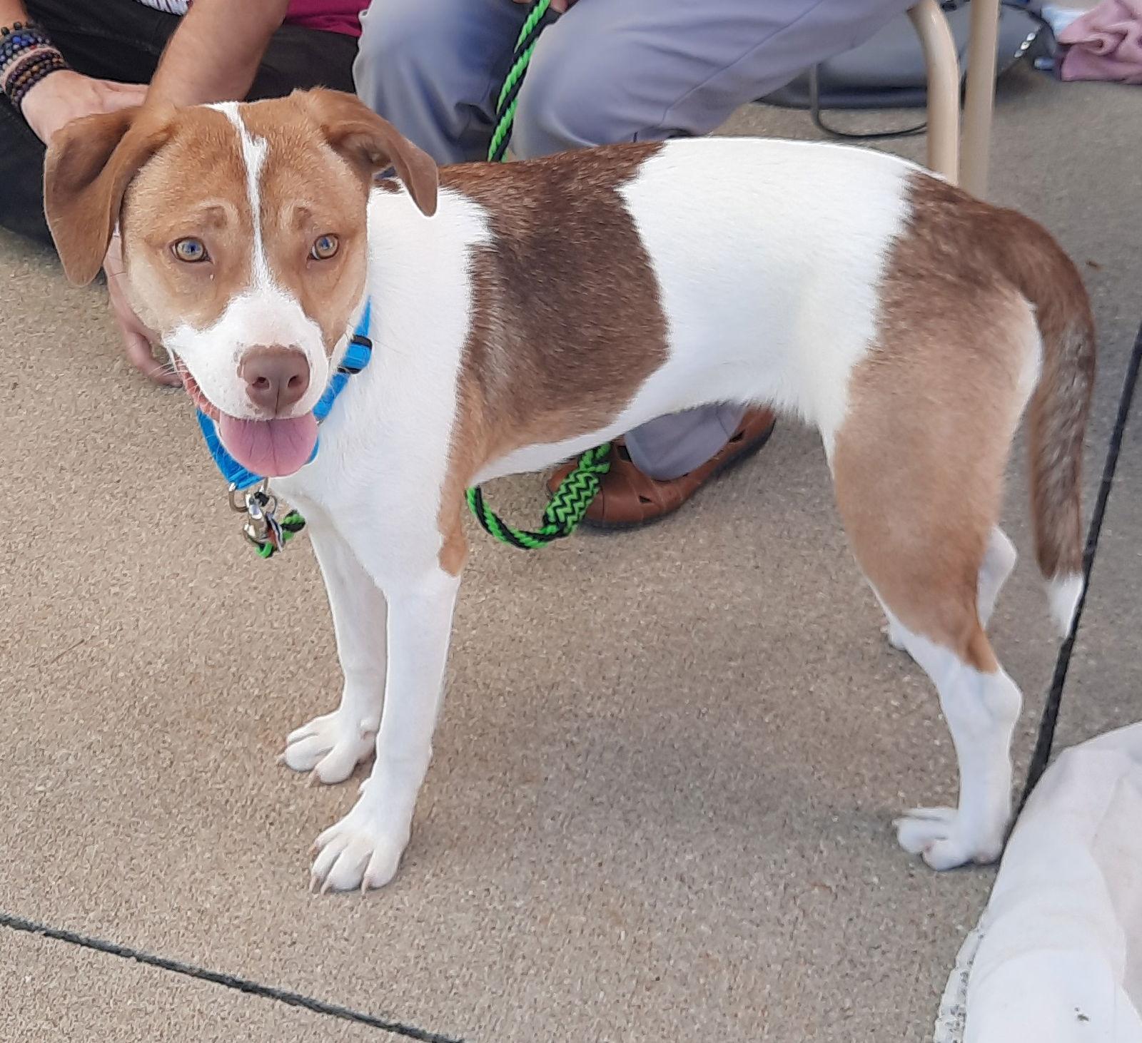 Amy, Adoptable, Young Female Australian Shepherd & Boxer.
