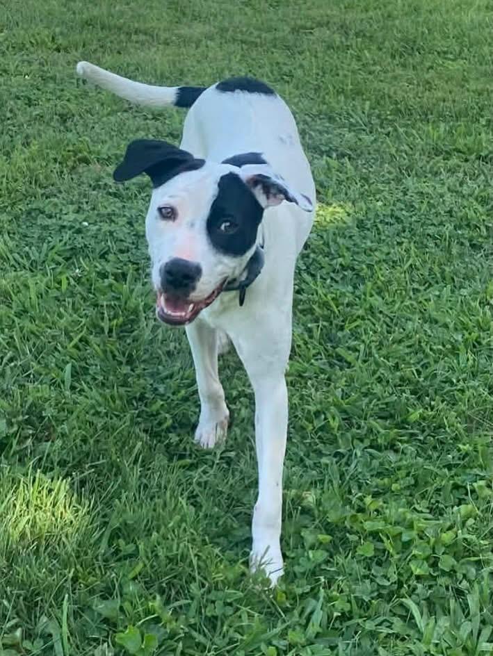 Dobby, a ADOPTABLE Mixed Breed in Highland, NY image 2/6