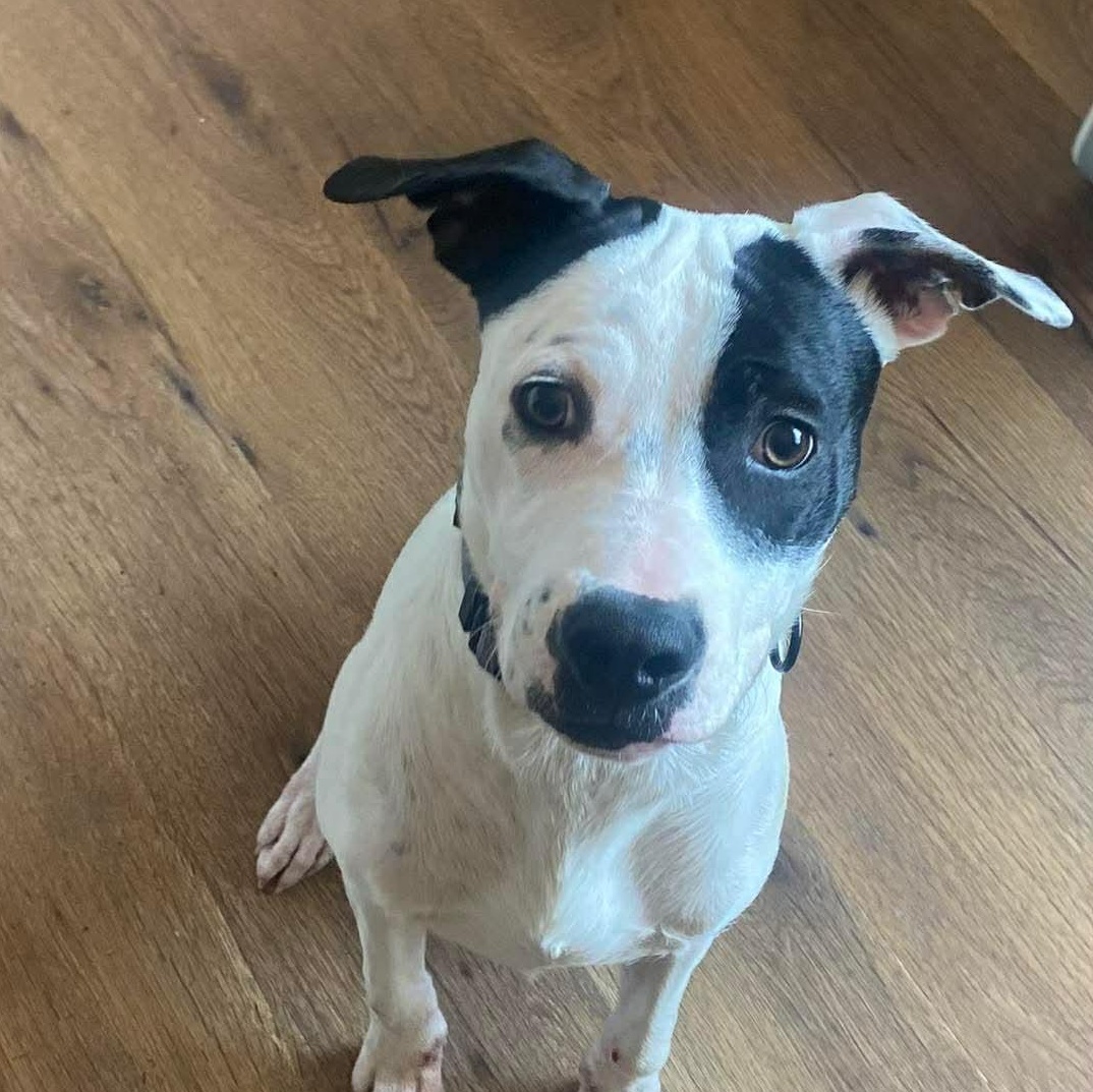 Dobby, a ADOPTABLE Mixed Breed in Highland, NY image 4/6