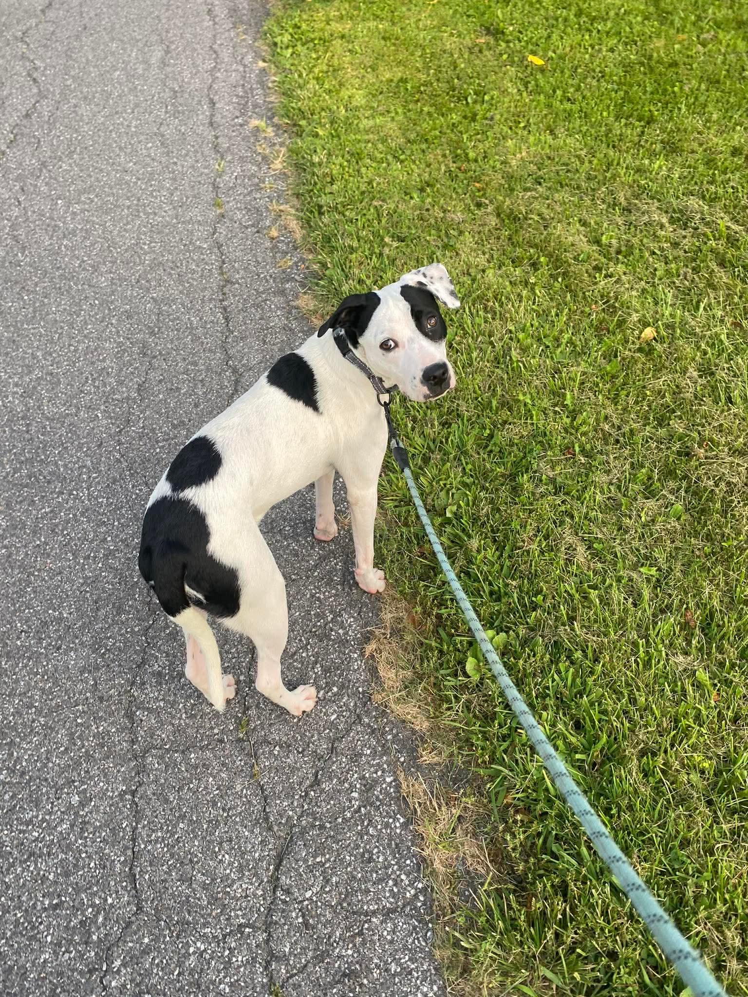 Dobby, a ADOPTABLE Mixed Breed in Highland, NY image 6/6