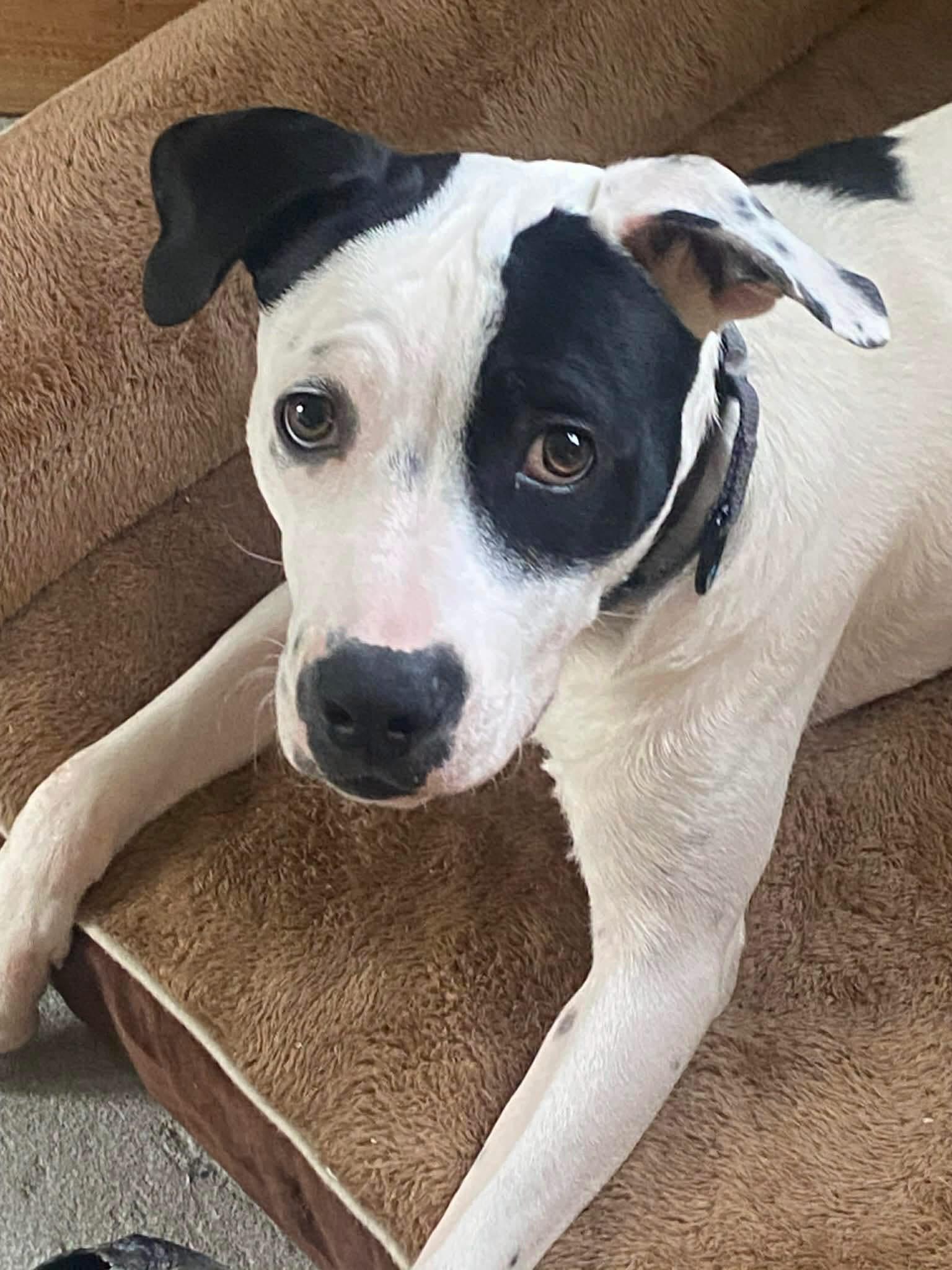 Dobby, a ADOPTABLE Mixed Breed in Highland, NY image 1/6
