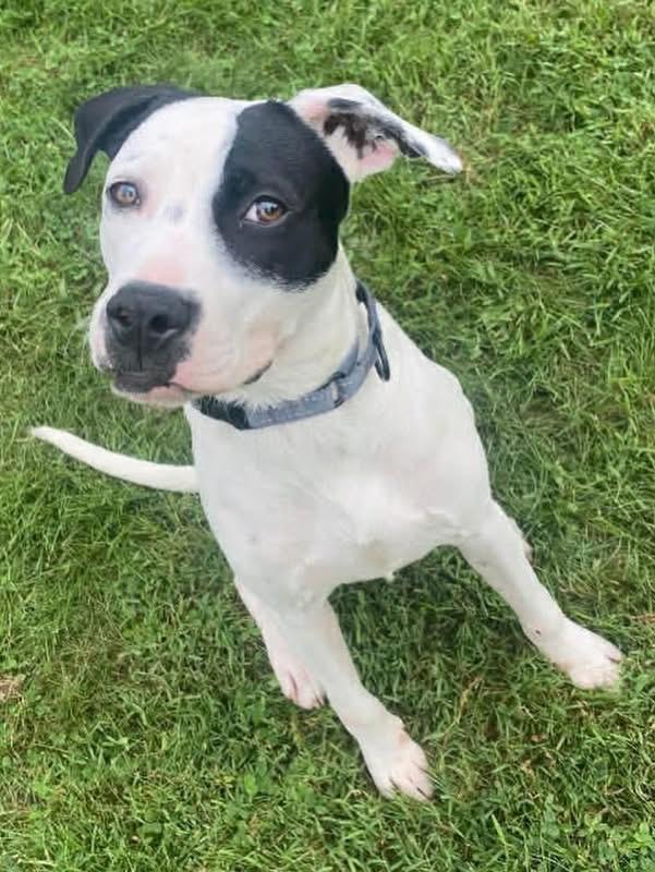 Dobby, a ADOPTABLE Mixed Breed in Highland, NY image 3/6